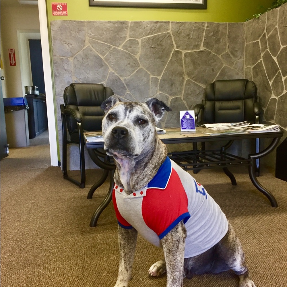 Collared dog shirt